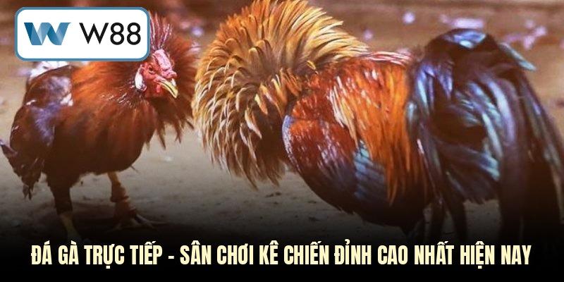 Đá gà trực tiếp
