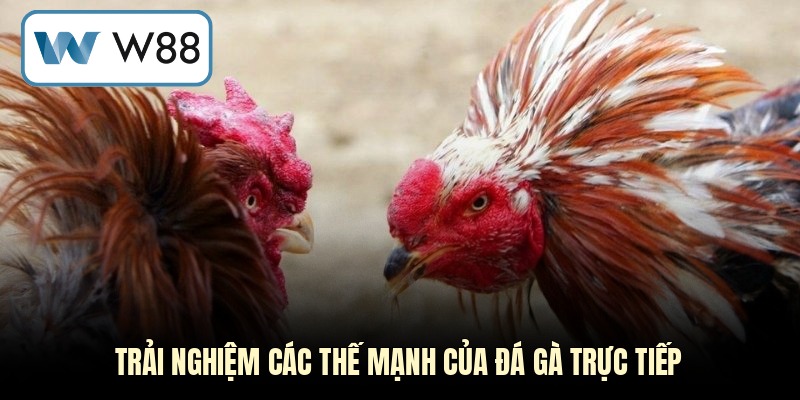 Trải nghiệm các thế mạnh của đá gà trực tiếp